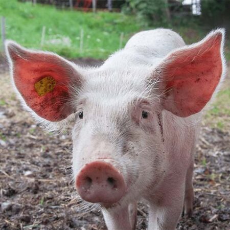 piglet