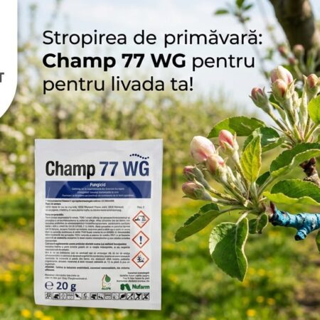 Champ77 WG